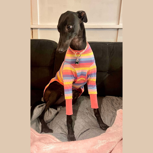 Photo of Peachy The Greyhound