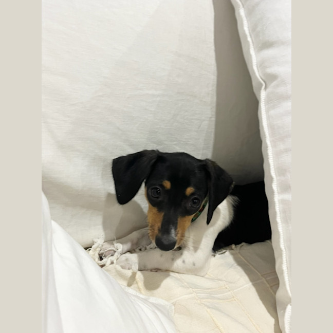 Photo of Mia   16 Week Old Dachshund X