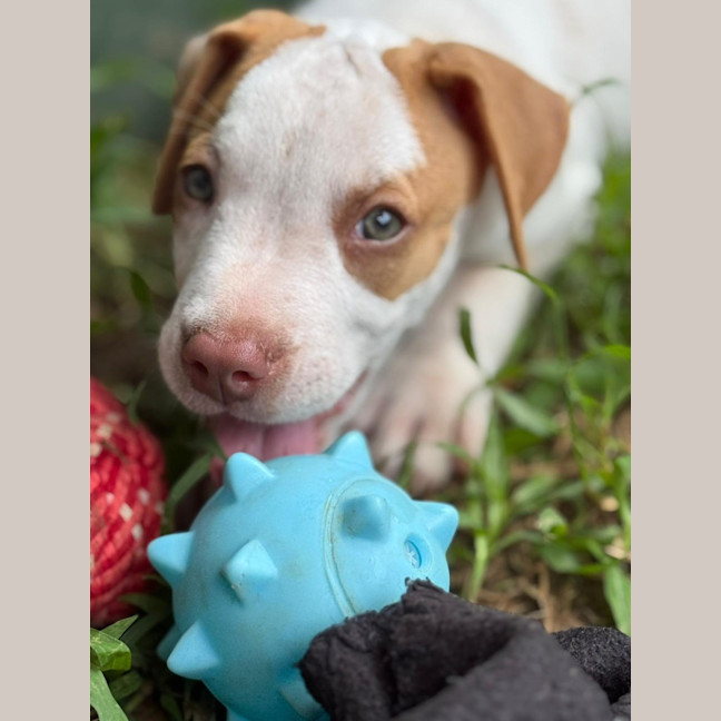 Photo of Reggie/Jingle