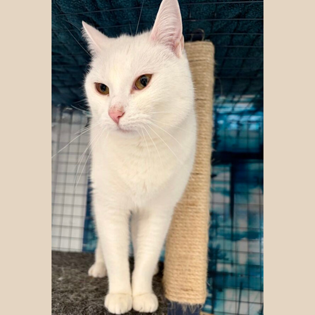 Photo of Rascal