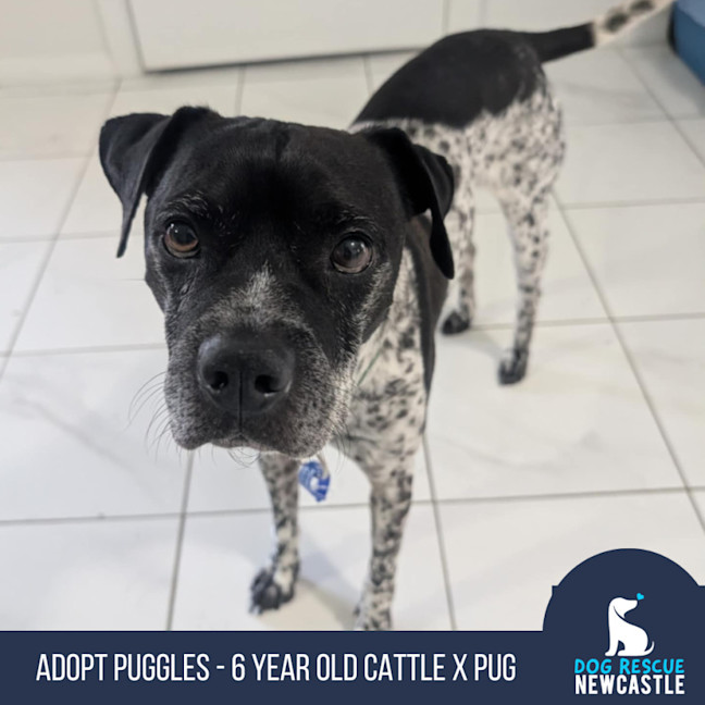 Photo of Puggles   6 Year Old Cattle X Pug