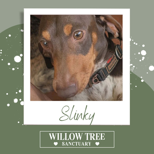 Photo of Slinky
