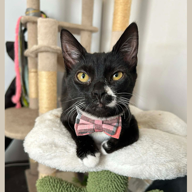 Photo of Smudge