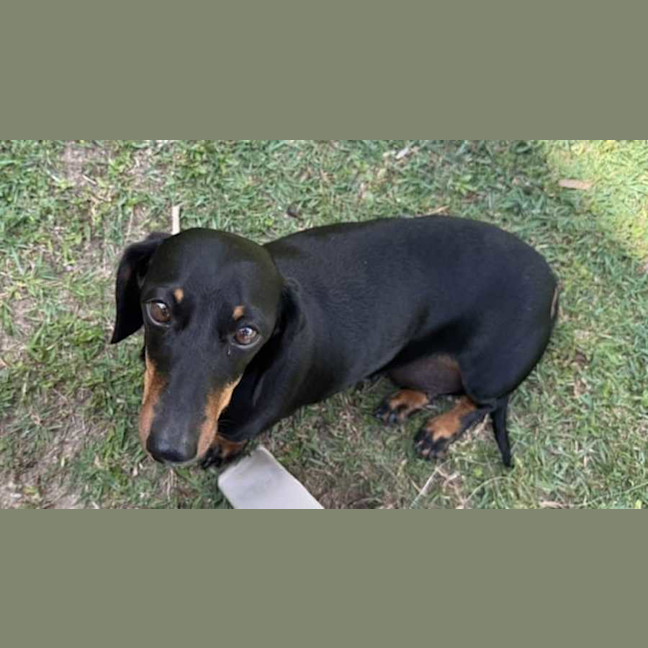 Photo of Rosie Roo Roo 
