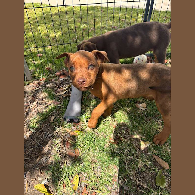Photo of Birdie