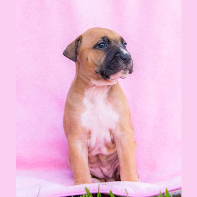 Photo of Cookies & Cream