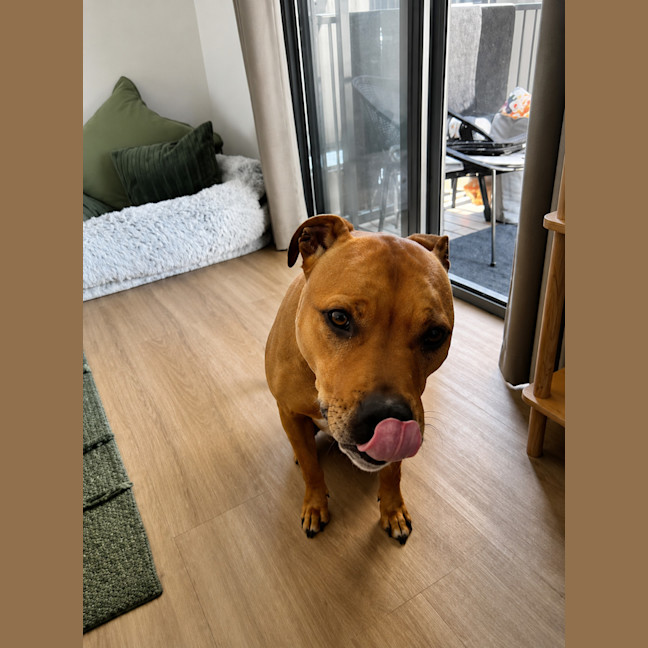 Photo of Rolland   5 Year Old Staffy X