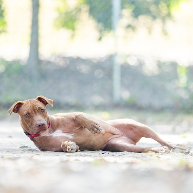 Photo of Ivy