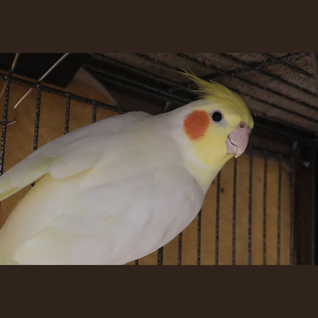 Photo of Mr. Beaks