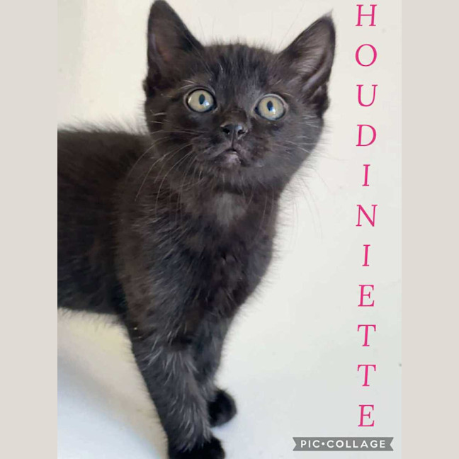 Photo of Houdiniette