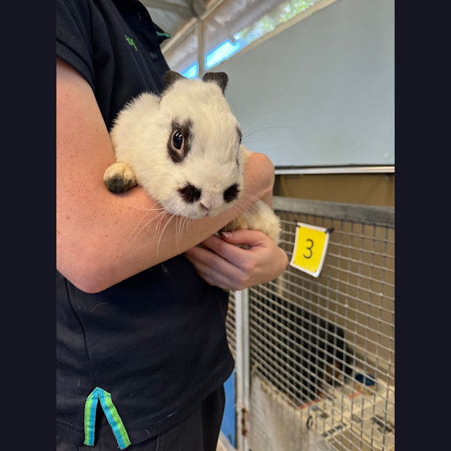 Photo of Snowball