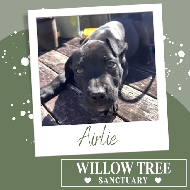 Photo of Airlie