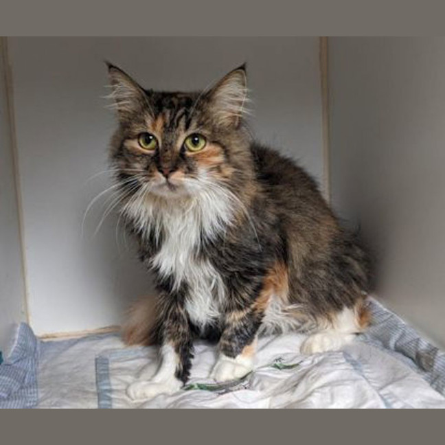 Photo of Dahlia