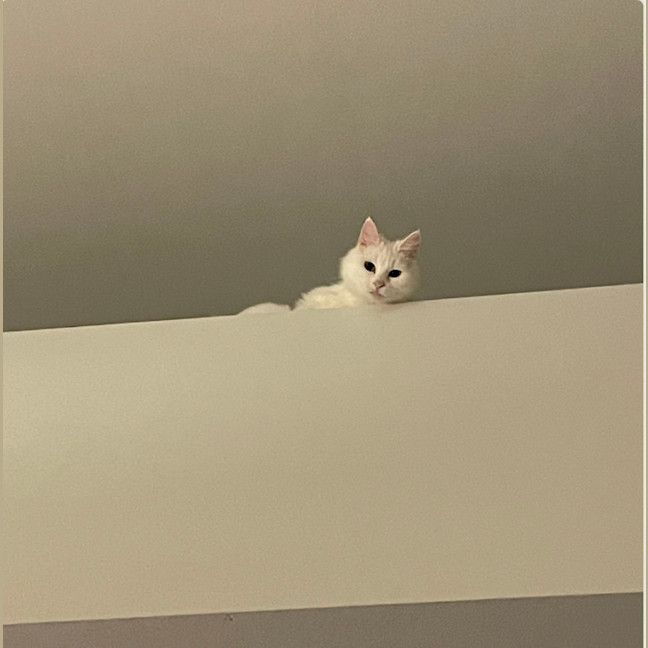 Photo of Kitsune