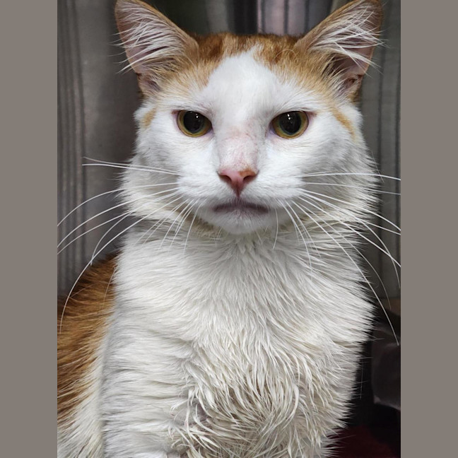 Photo of 🧡 Esteban 6966 🧡