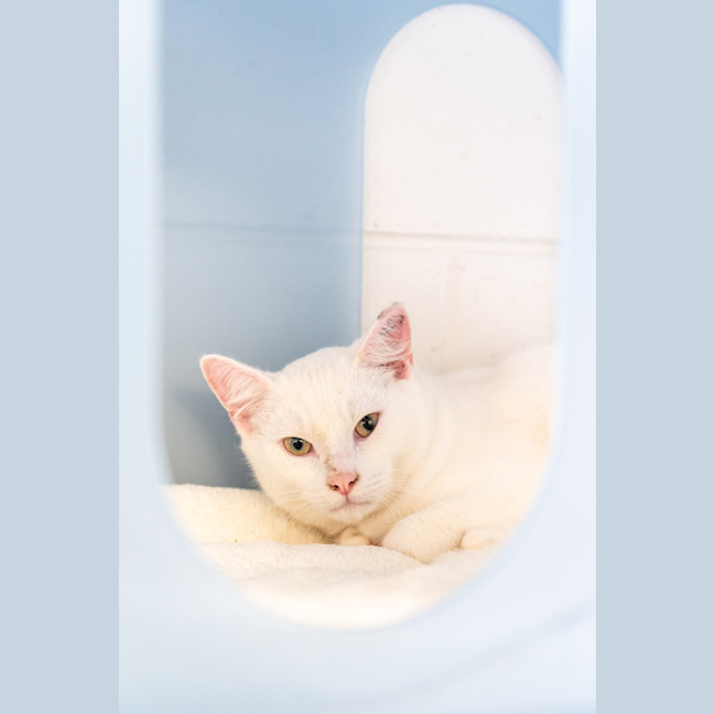 Photo of Casper