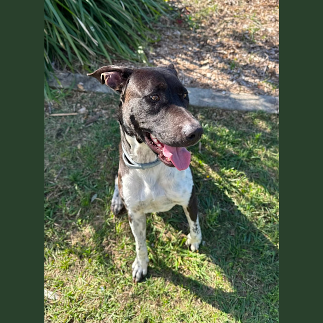Photo of Maverick
