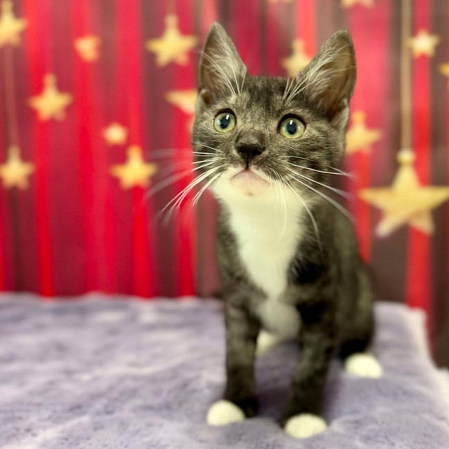 Photo of Feyre   Located In Kew