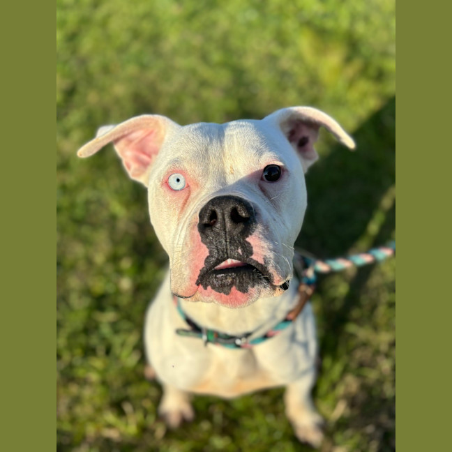 Photo of Patches/Gary