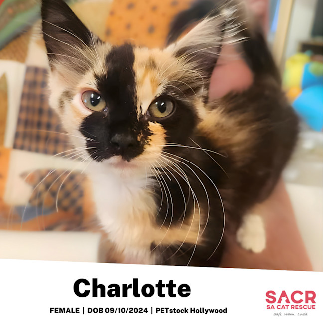 Photo of Charlotte