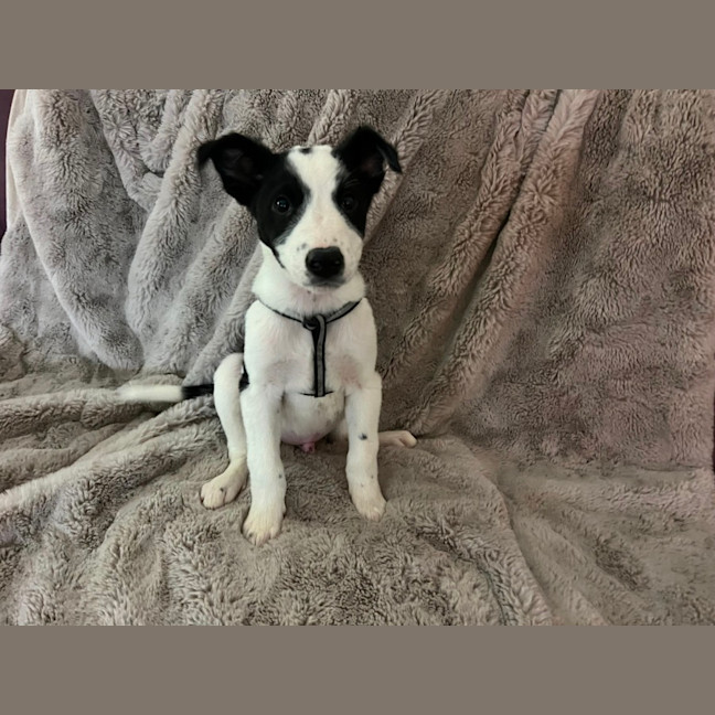 Photo of Oakley