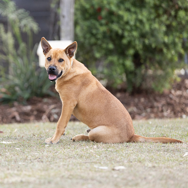 Photo of Stitch