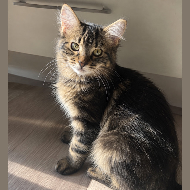 Photo of Cora