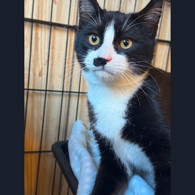 Photo of Socks