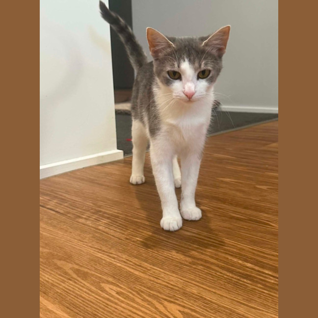 Photo of Phoebe *9 Lives Project Rescue*