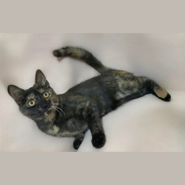 Photo of Smaug The Destroyer