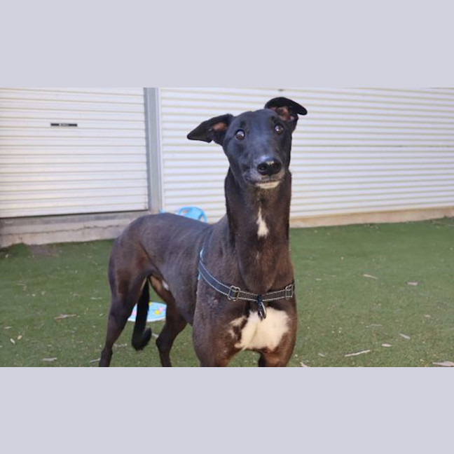 Photo of Dudley