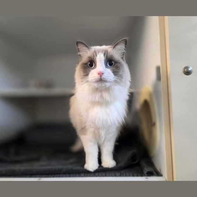 Photo of Lancelot