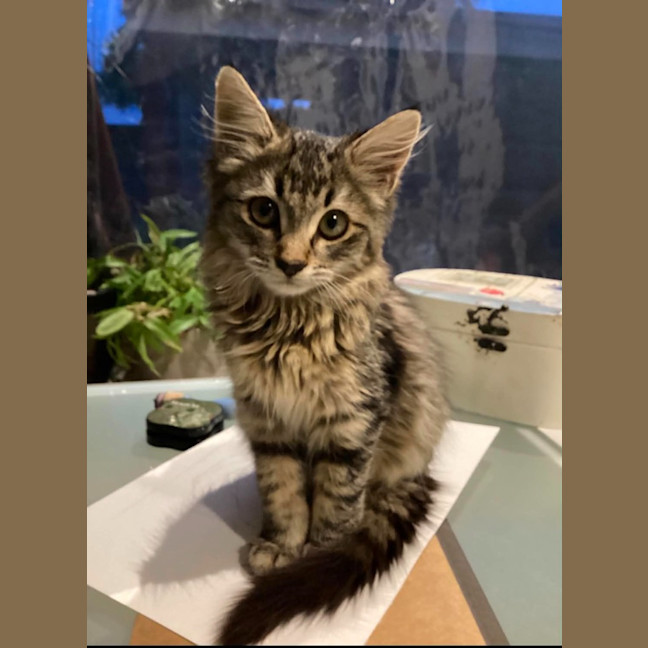 Photo of Elvie