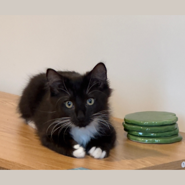 Photo of Oscar