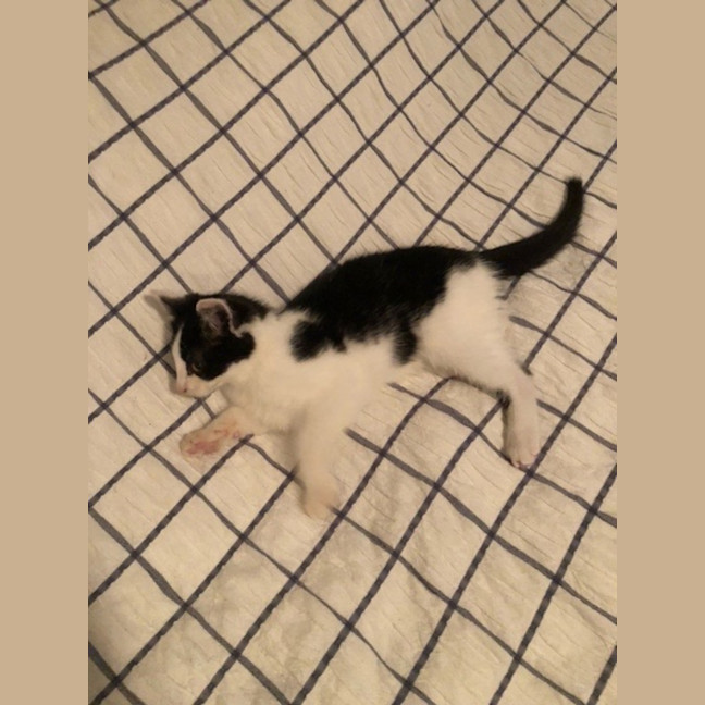 Photo of Ziggy