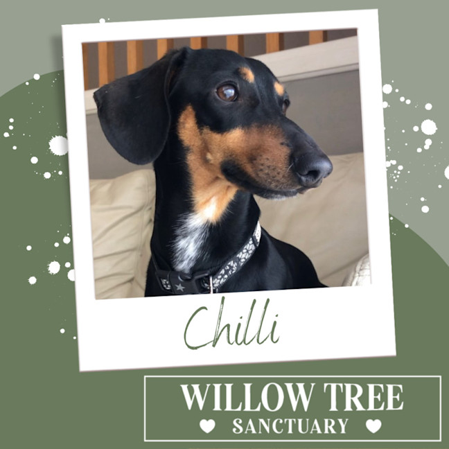 Photo of Chilli