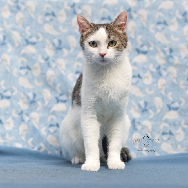 Photo of Blossom **2nd Chance Cat Rescue**