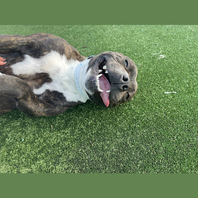 Photo of Goku Imp 1823