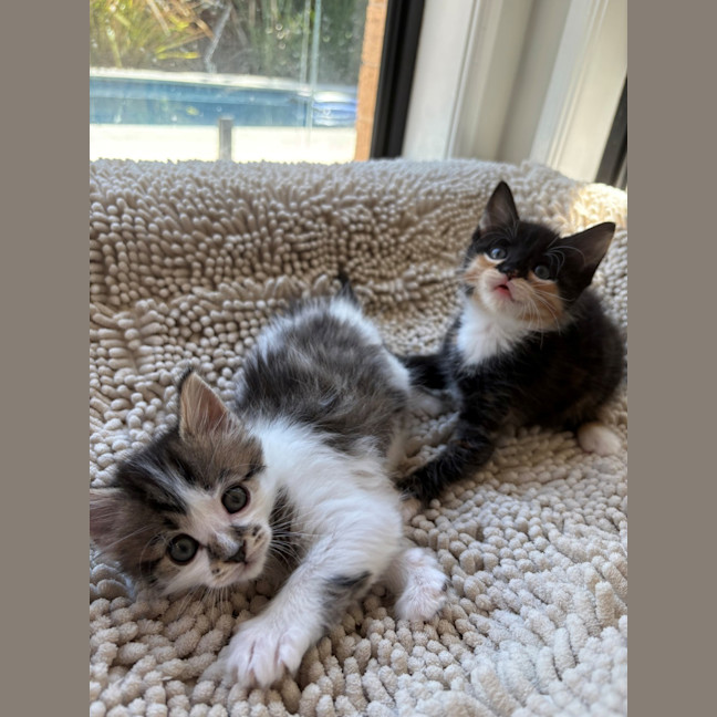 Photo of Trixie And Catya