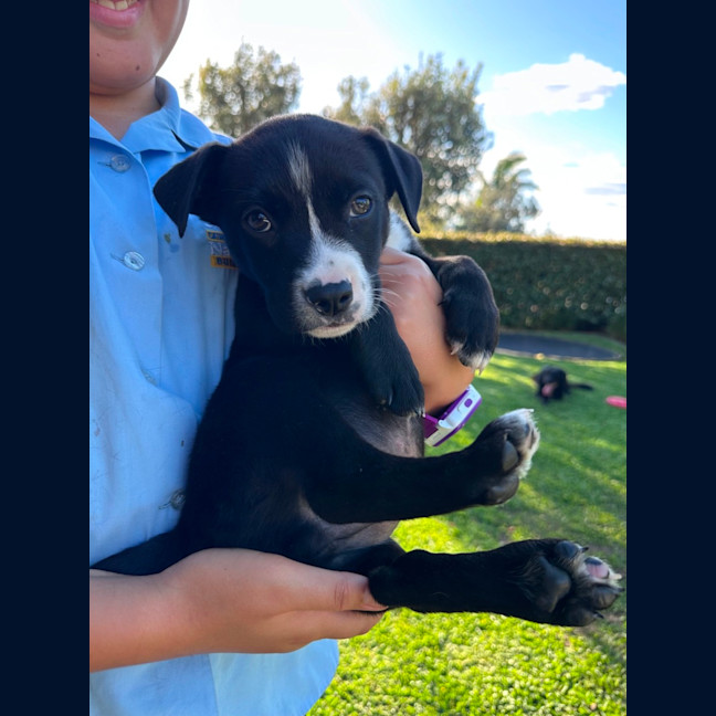 Photo of Banjo