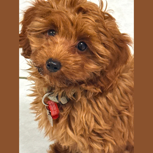 Photo of Josie 
