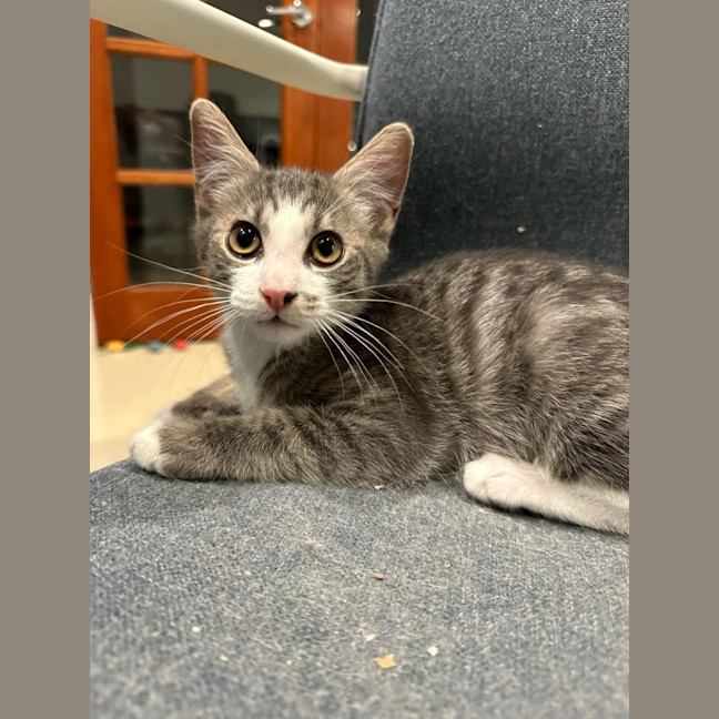 Photo of Slim Shady Meet Me@Petstock Mornington Nepean Hwy