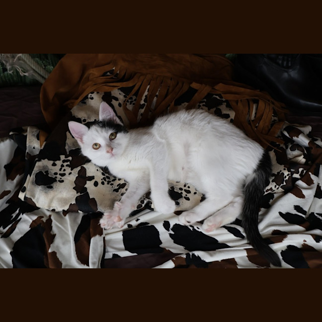 Photo of Calamity Jane