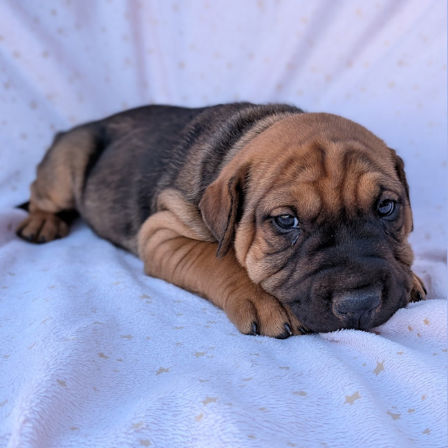 Photo of Banjo