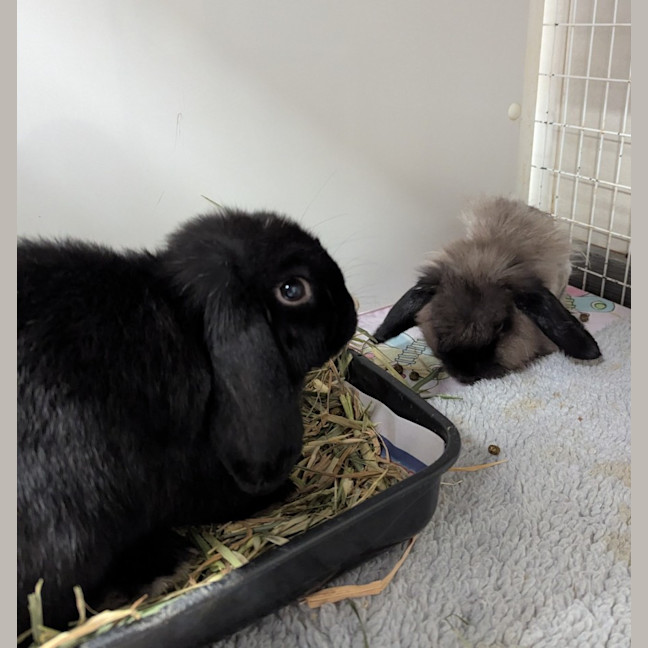 Photo of Axle And Puff