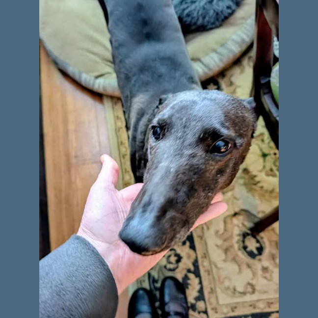 Photo of Lucy Lou, The Greyhound