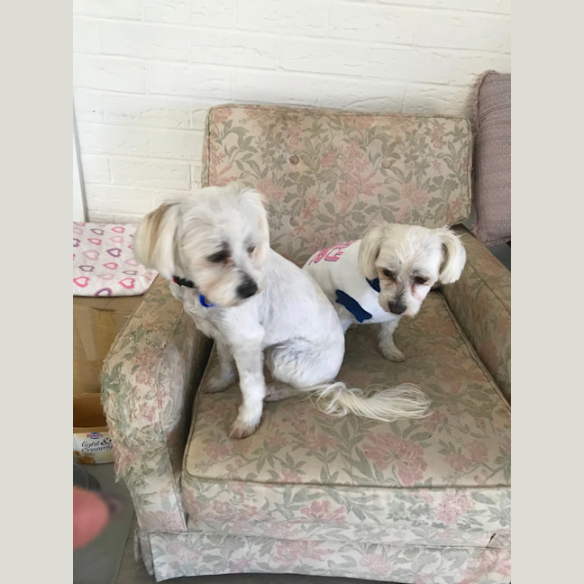 Photo of Pear & Coco   1.5 Year Old Maltese X Shih Tzu