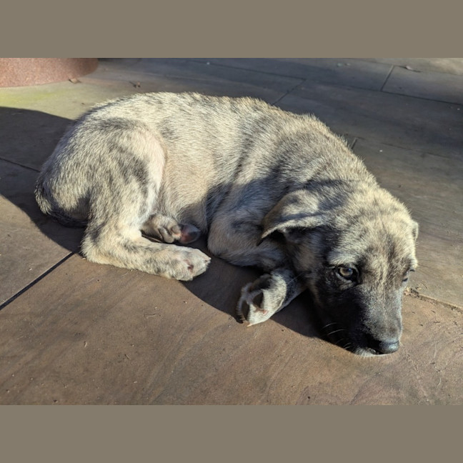 Photo of Dahlia