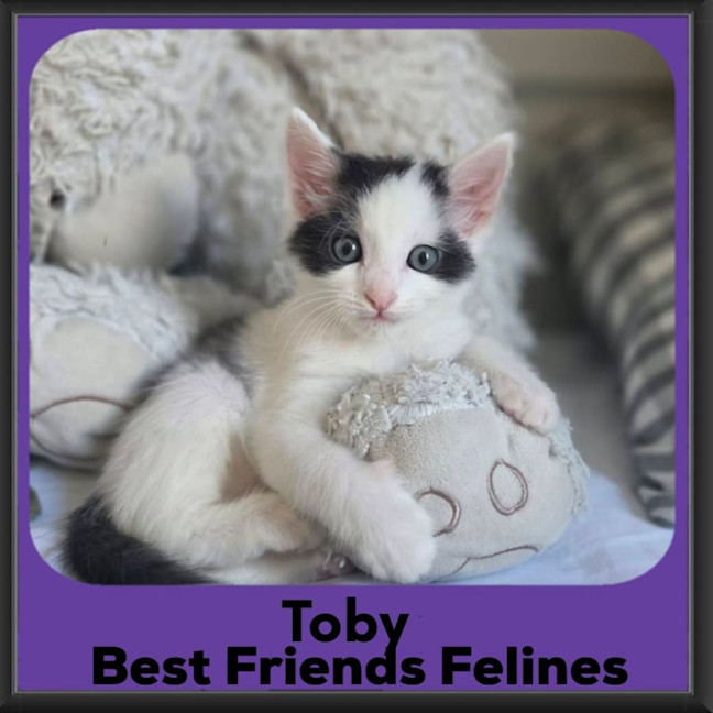 Photo of Toby