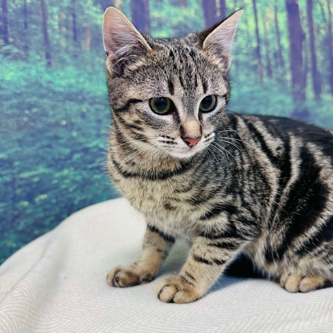 Photo of Bobby   Located In Preston